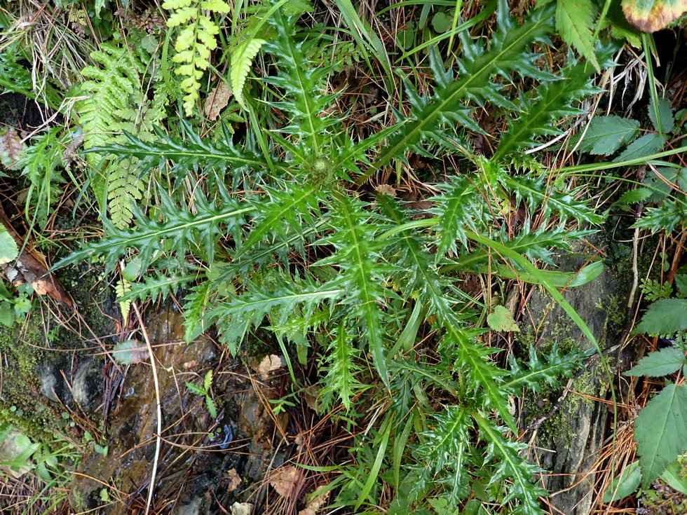 Badaxiu P7030404
