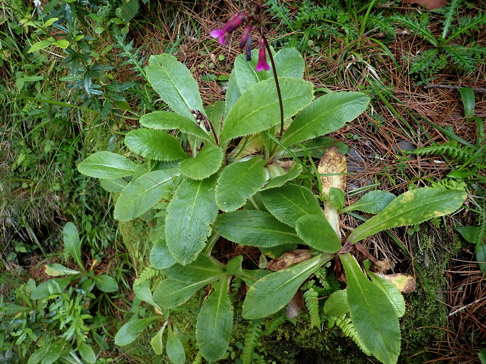 Badaxiu P7030405