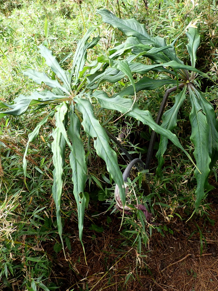 Badaxiu P7030543