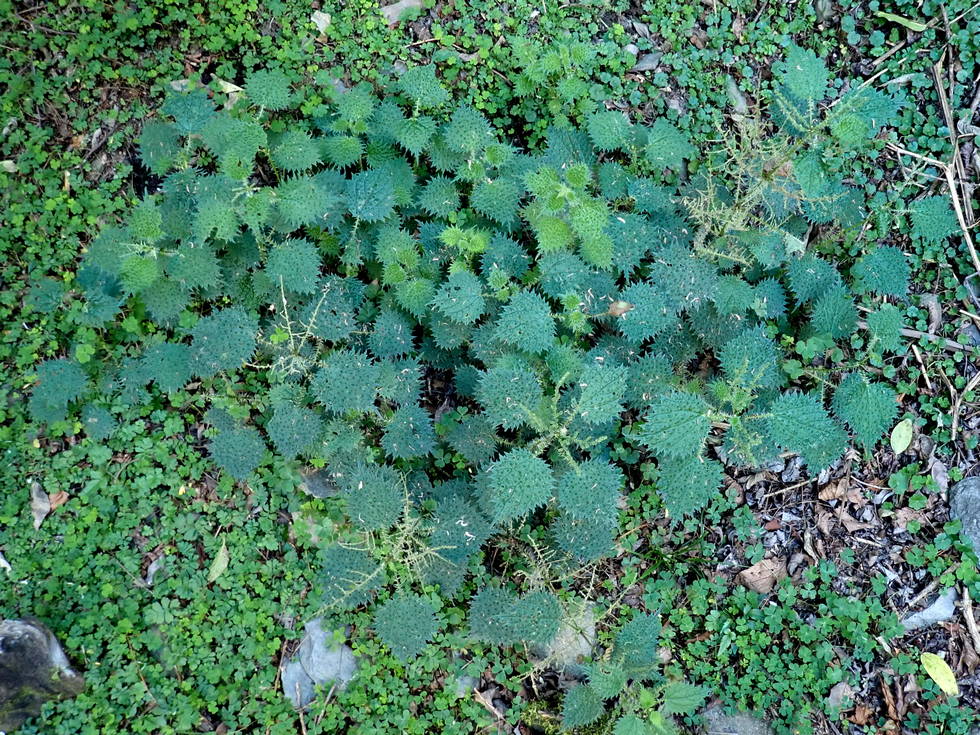 Badaxiu P7040573