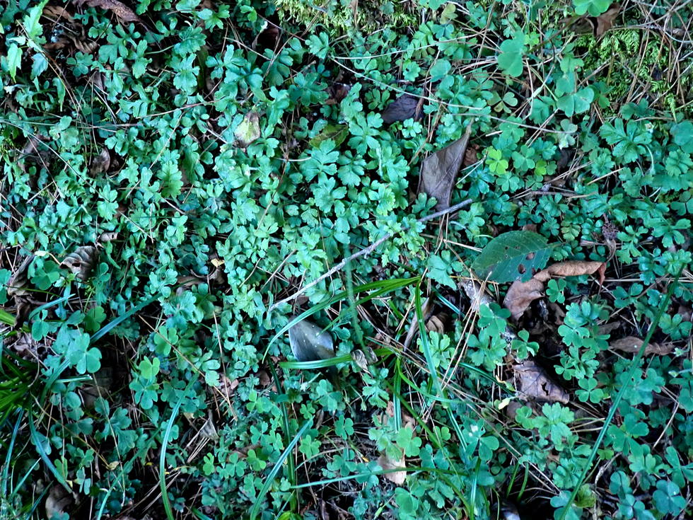 Badaxiu P7040575