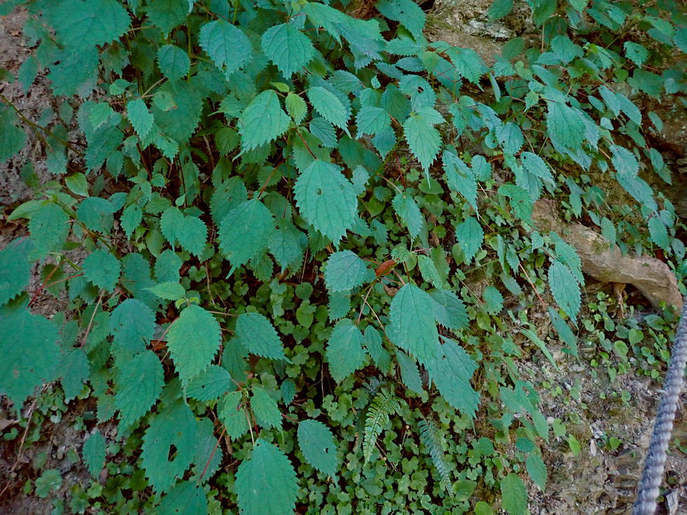 Badaxiu P7040586
