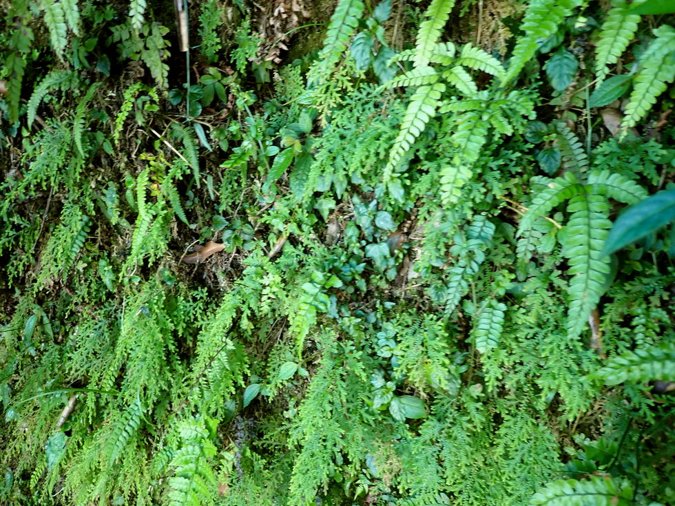 Badaxiu P7040593