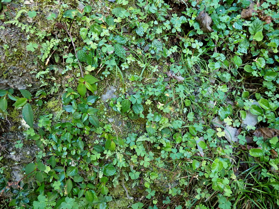 Badaxiu P7040614