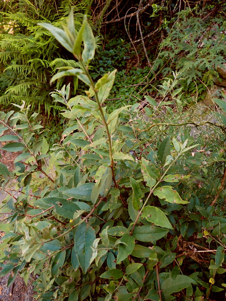 Badaxiu P7040652