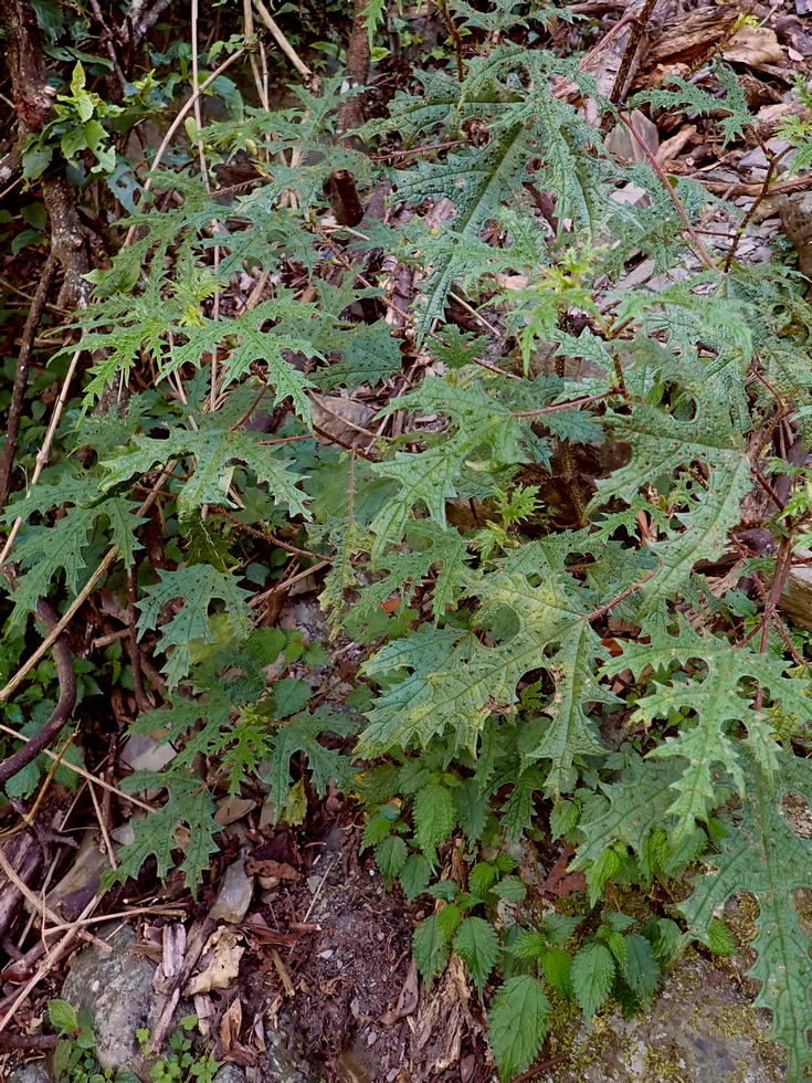 Badaxiu P7040653