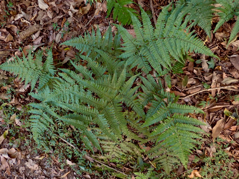Badaxiu P7040663