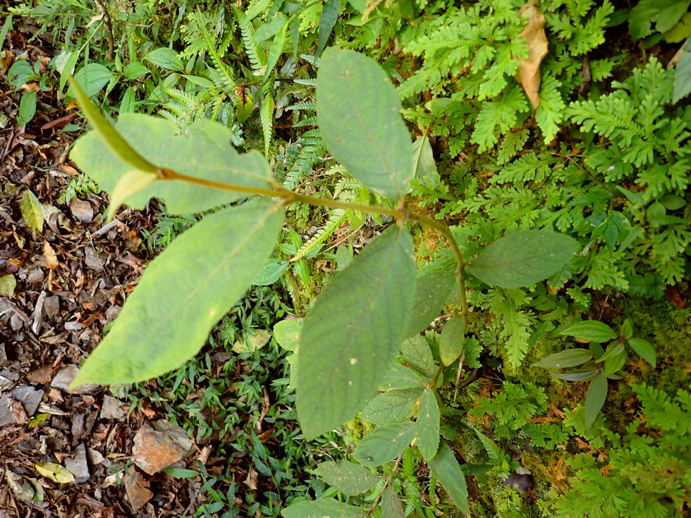 Badaxiu P7040694
