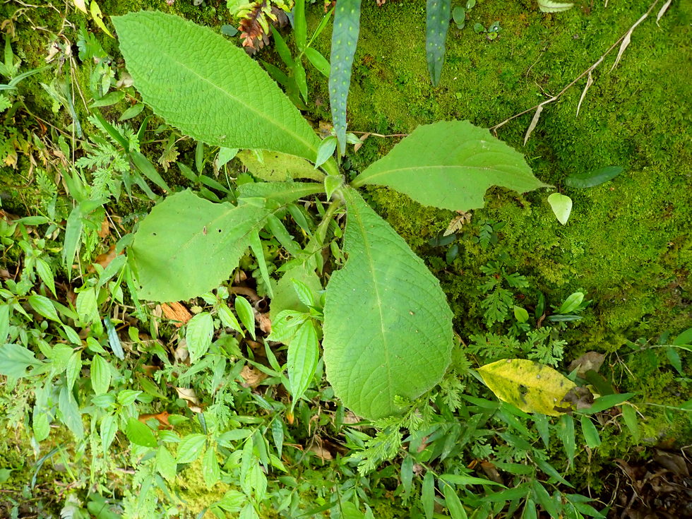 Badaxiu P7040695