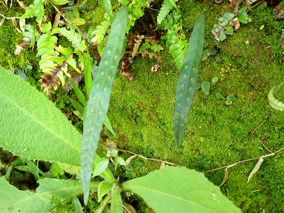 Badaxiu P7040696