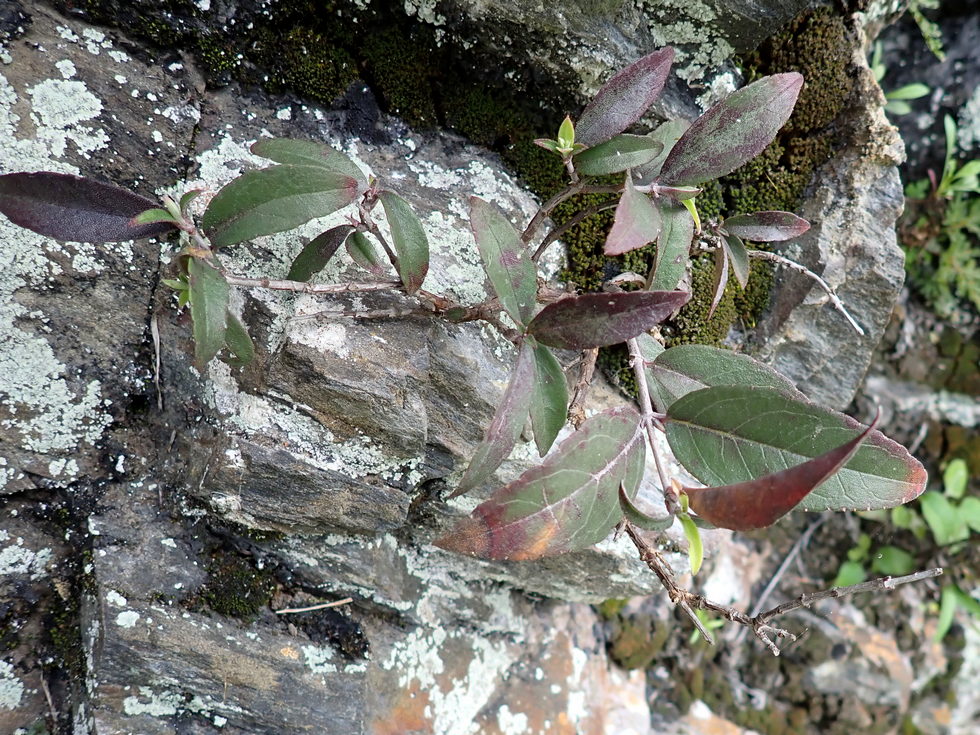 Badaxiu P7040733