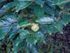 green persimmons 柿子