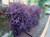 next photo: Tradescantia, Inch Plant, or Wandering Dude