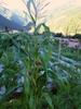 next photo: corn in Dongpu