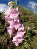 next photo: Foxglove 紫花洋地黃 (zǐ huā yáng dì huáng) Digitalis purpurea Linn.