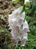 next photo: Foxglove 紫花洋地黃 (zǐ huā yáng dì huáng) Digitalis purpurea Linn.