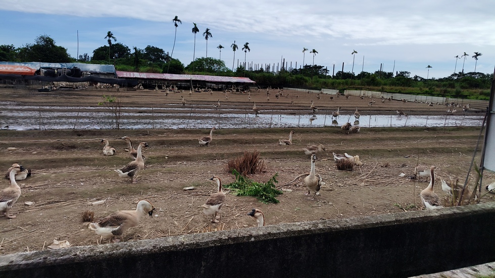 Liyu-Lake 鯉魚潭 IMG_20251109_112352_433