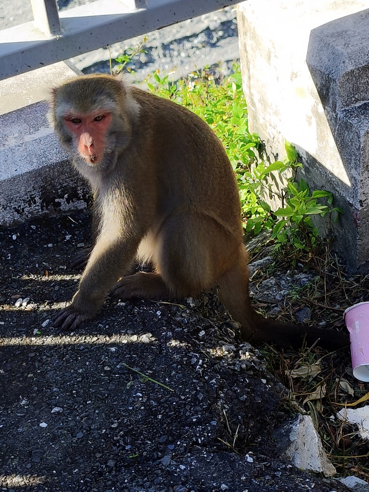 Taroko Gorge 太魯閣峽谷 IMG_20251109_145352_286